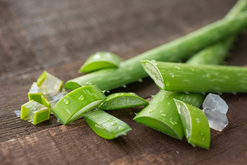 „Az aloe vera gondozásában elkövethető legnagyobb hiba, ha nem árnyékos helyre tesszük.”
